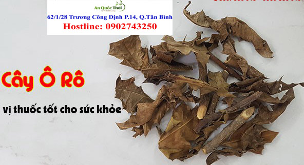 cây ô rô trị bệnh rong kinh