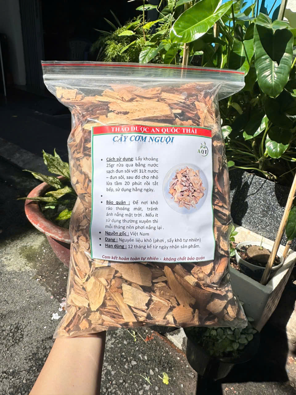 cay com nguoi ban o dau