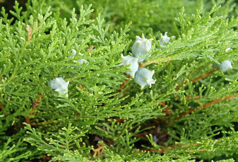 hinh anh cay ba tu nhan