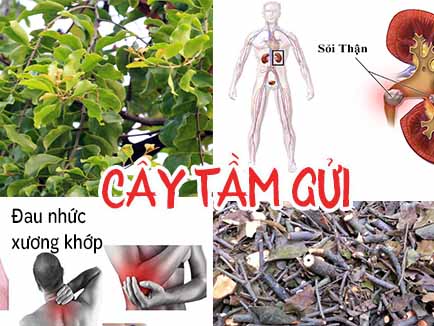 Cây tầm gửi