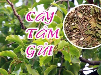 tam gui cay gao