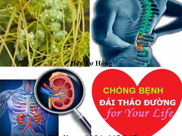 Dây tơ hồng