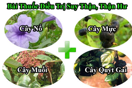 bài thuốc trị bệnh thận