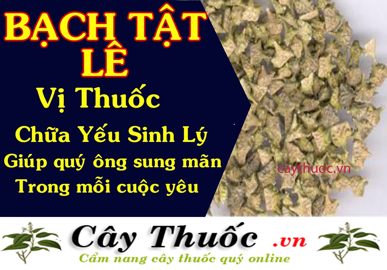 bach tat le chua yeu sinh ly