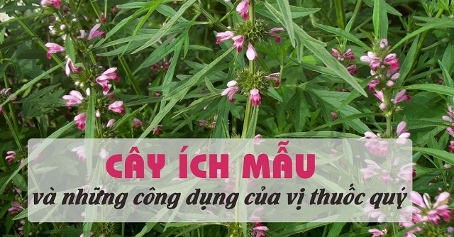 công dụng của cây ích mẫu