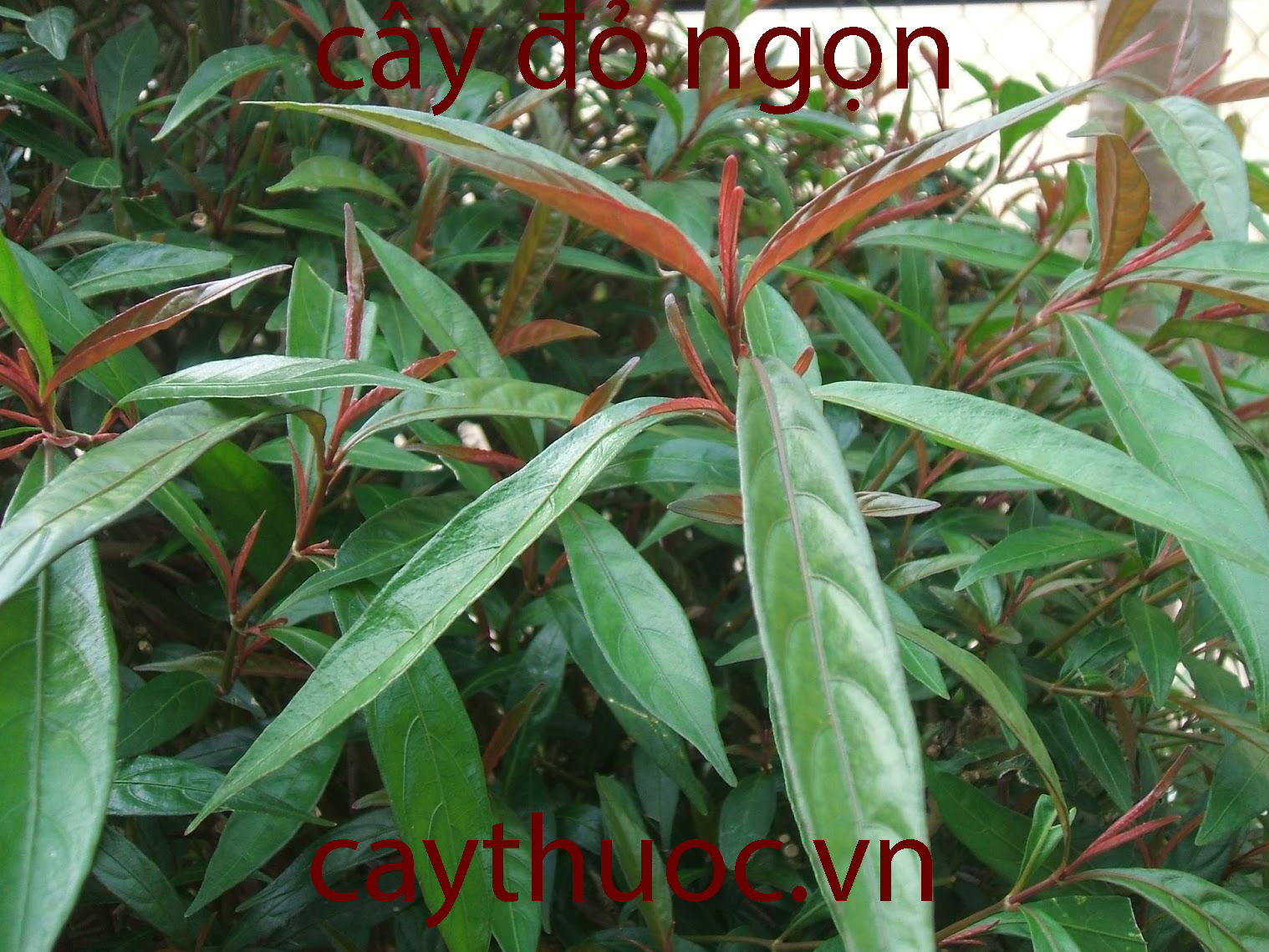 hình ảnh cây đỏ ngọn