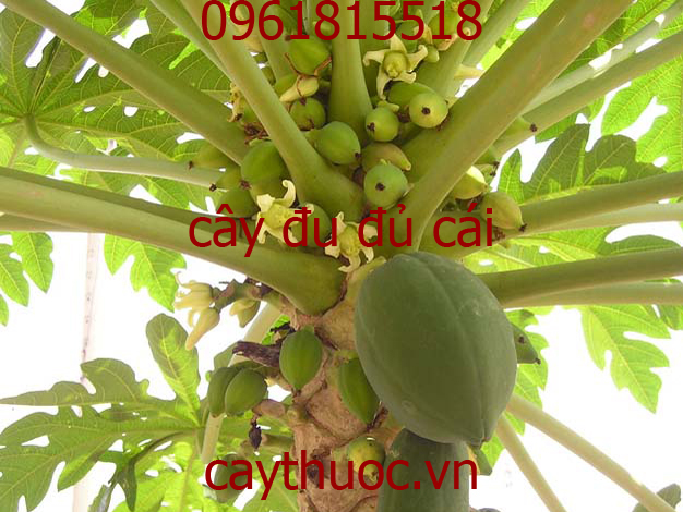 cây đu đủ cái