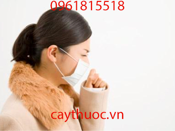 cây thuốc dòi chữa ho