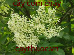 Cây cơm cháy