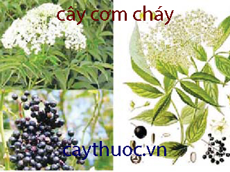 cây cơm cháy