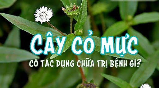 tác dụng của cây cỏ mực