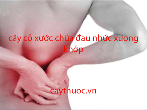 cong dung cua cay co xuoc