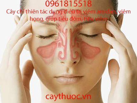 tác dụng của cây chỉ thiên