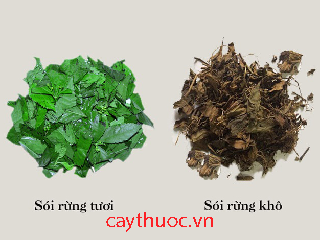 Hình ảnh cây sói rừng