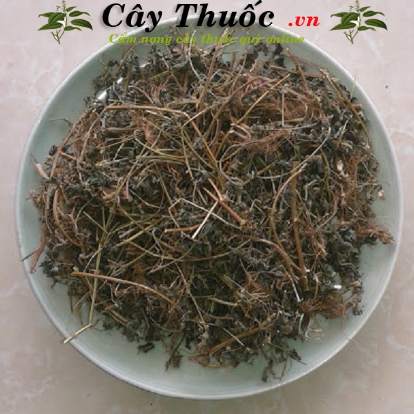 Cây thuốc dòi khô