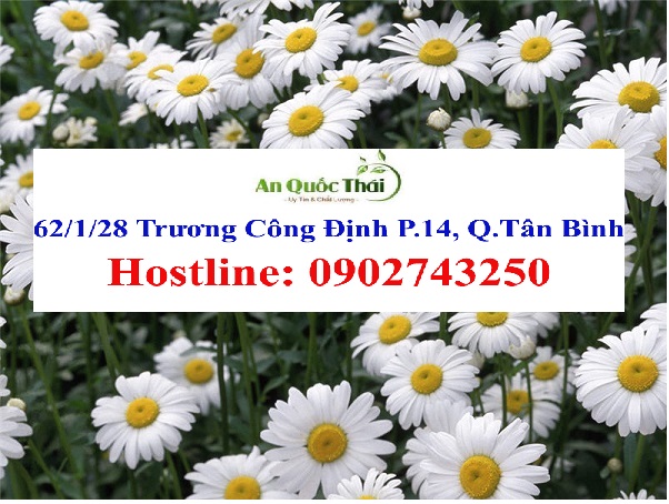 ảnh hoa cúc trắng