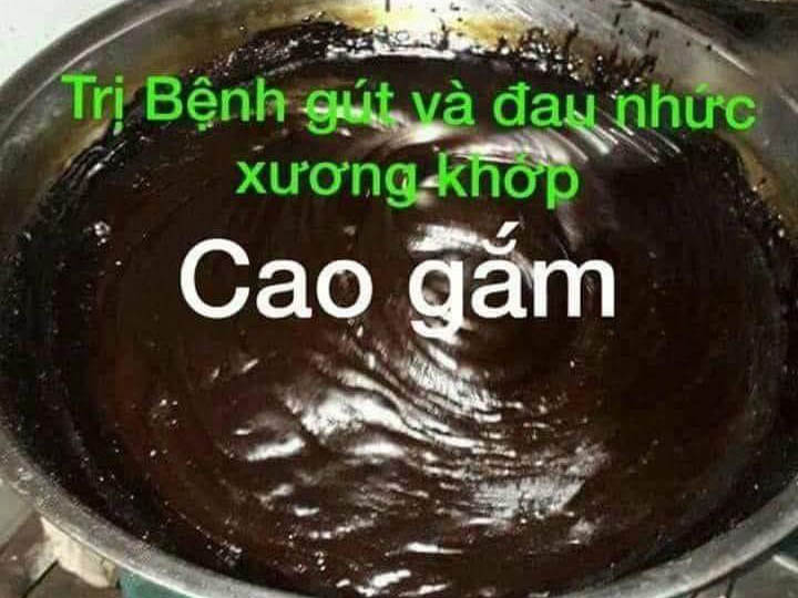 cao gam