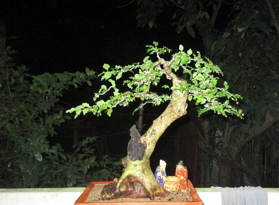 cay hong quan bonsai