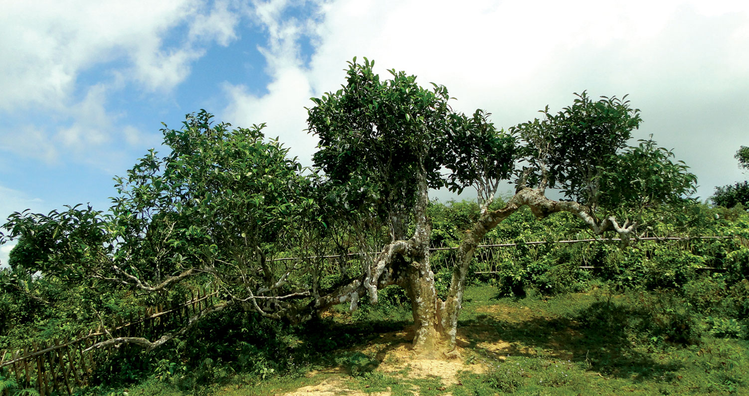 trà shan tuyết tà xùa