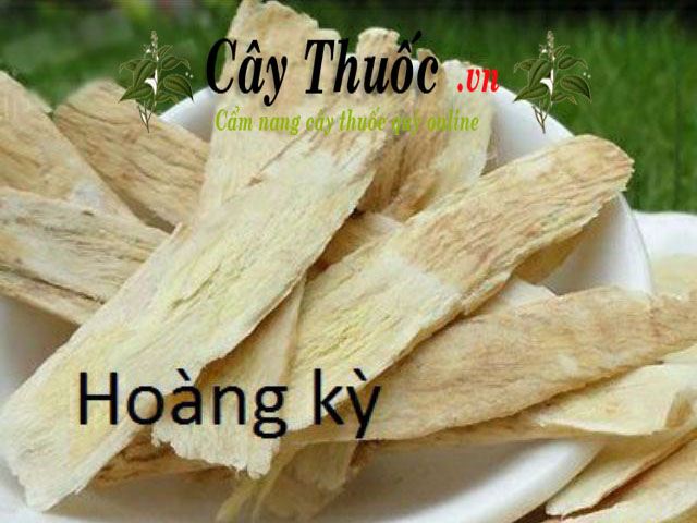 cay hoang ky