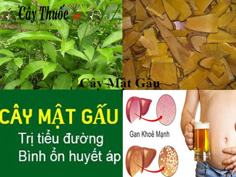 cay mat gau chua benh gi