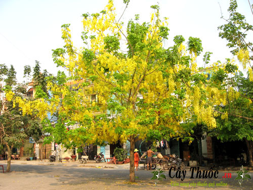 cay muong hoang yen