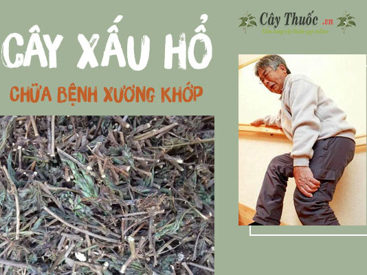 chua benh khop bang thuoc nam