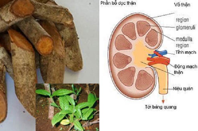 cây tơm trơng điều trị bệnh gout 