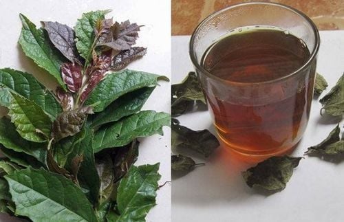 cay xa den chua benh phoi