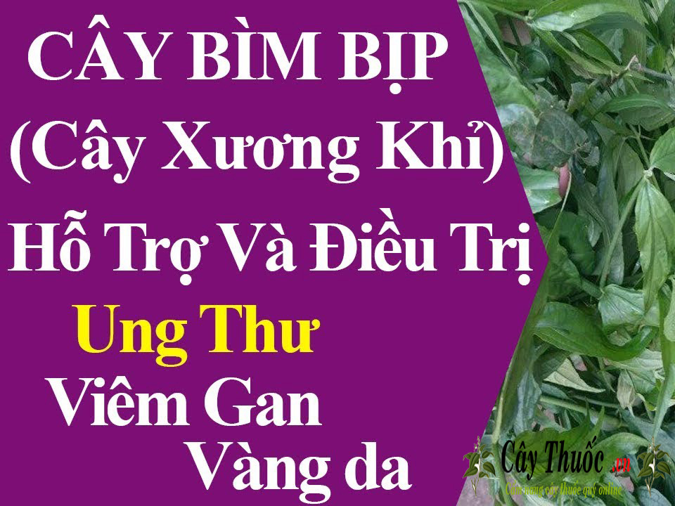 cay xuong khi co tac dung gi