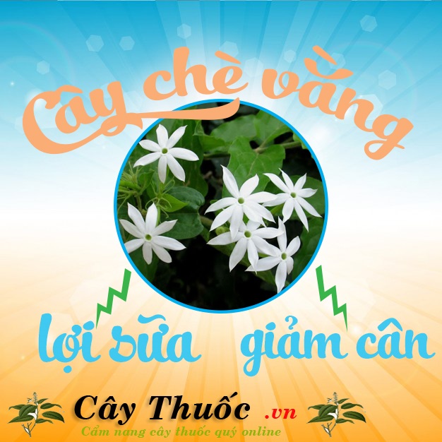 tác dụng chè vằng