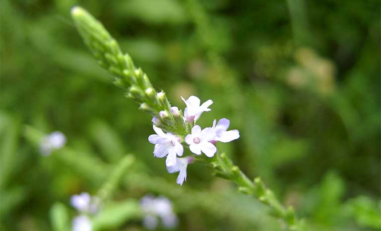 co roi ngua chua benh gi