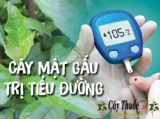 cong dung cua cay mat gau