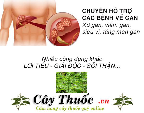 cong dung cua diep ha chau