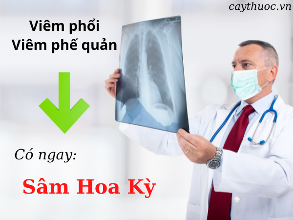 công dụng của sâm hoa kỳ