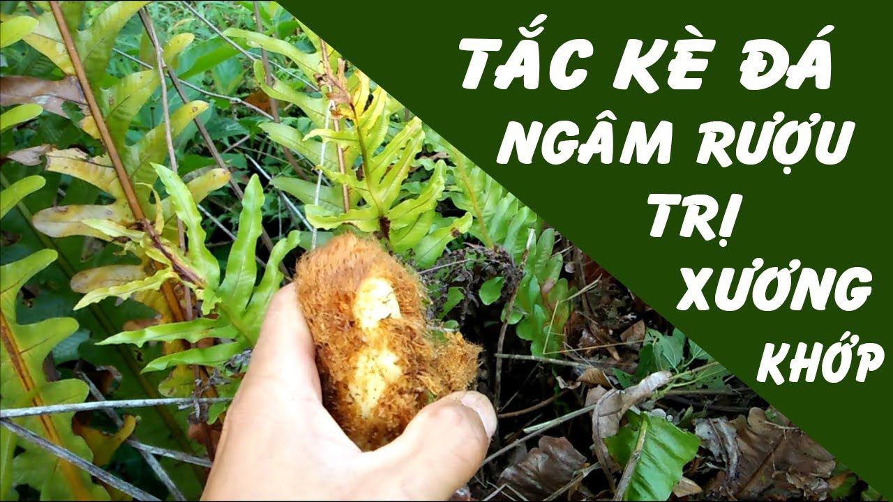 cốt toái bổ ngâm rượu