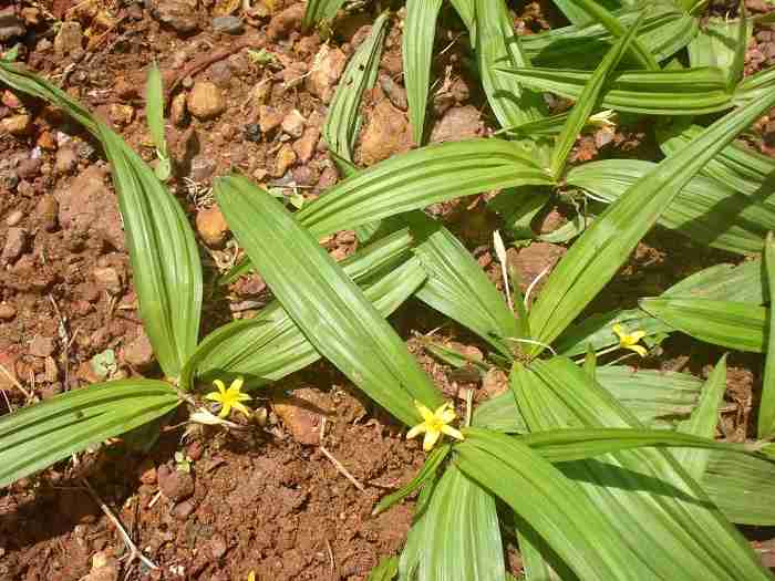 hình ảnh sâm cau