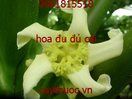 hoa đu đủ cái