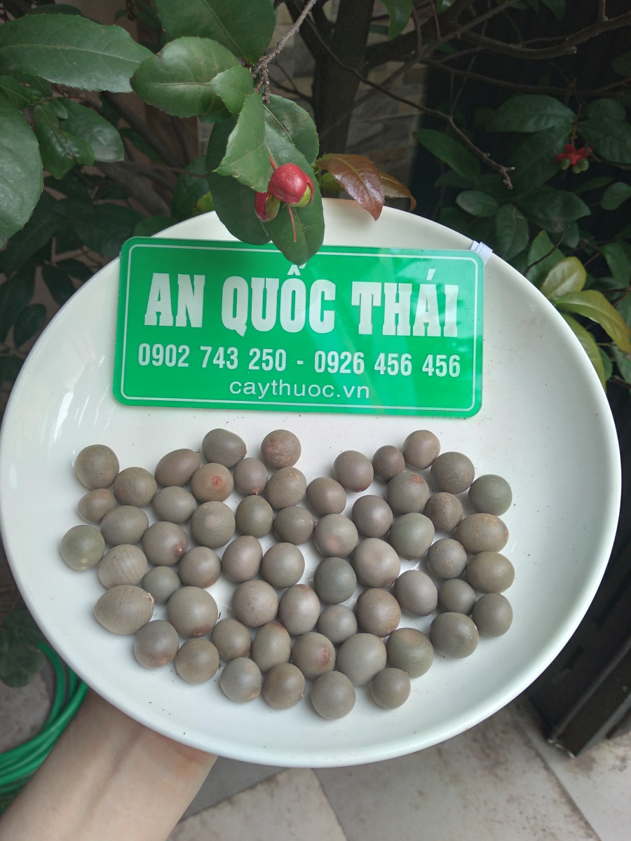 hạt móc mèo