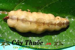 mối chúa