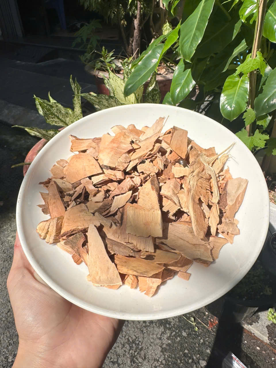 cay com nguoi co tac dung gi