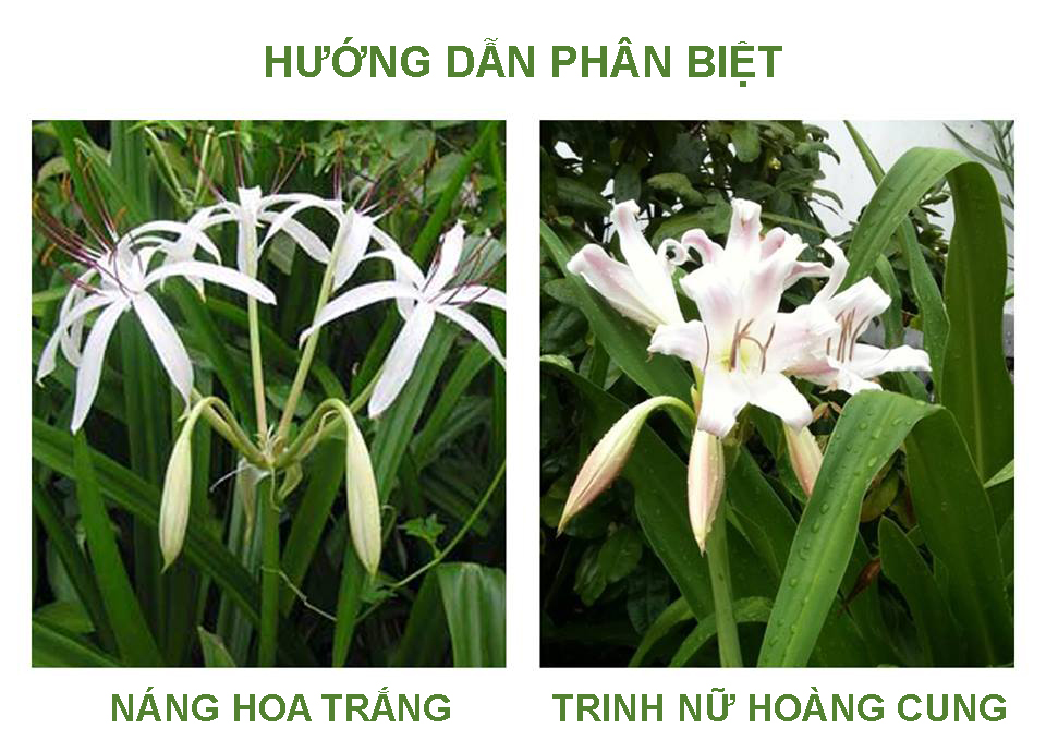 cách phân biệt trinh nữ hoàng cung và náng hoa trắng