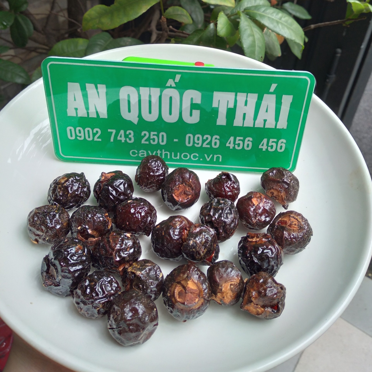 quả bồn hòn