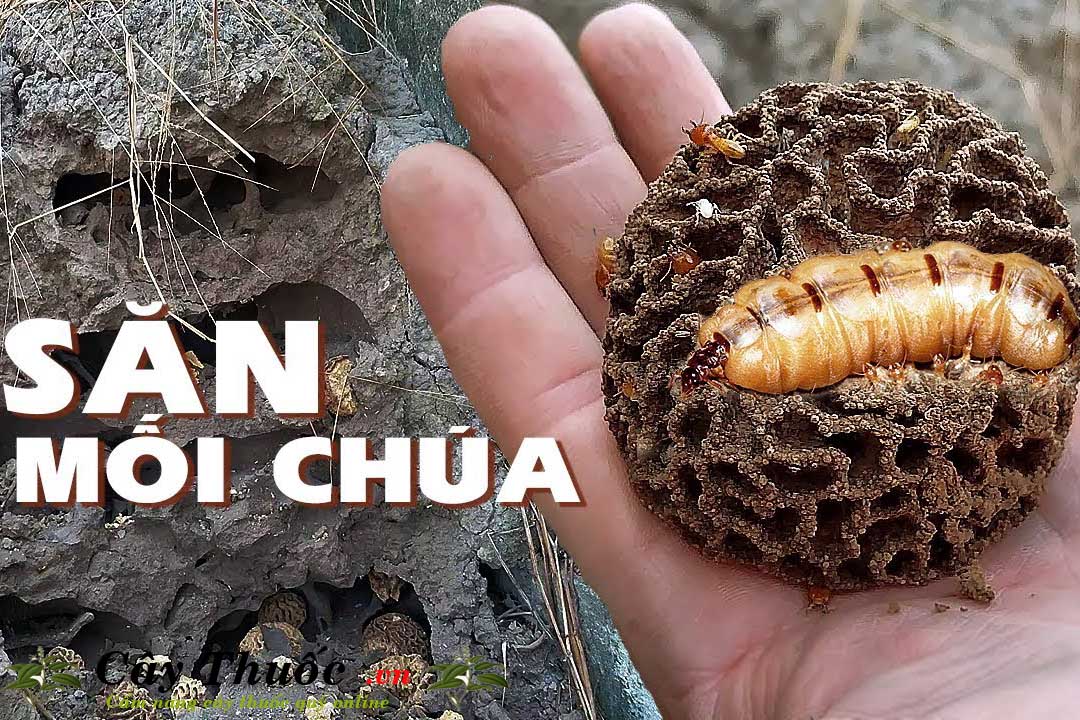 săn mối chúa