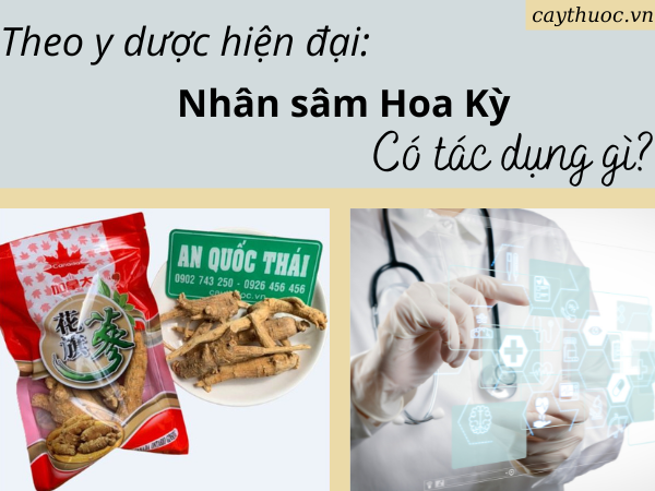 sâm hoa kỳ có tác dụng gì