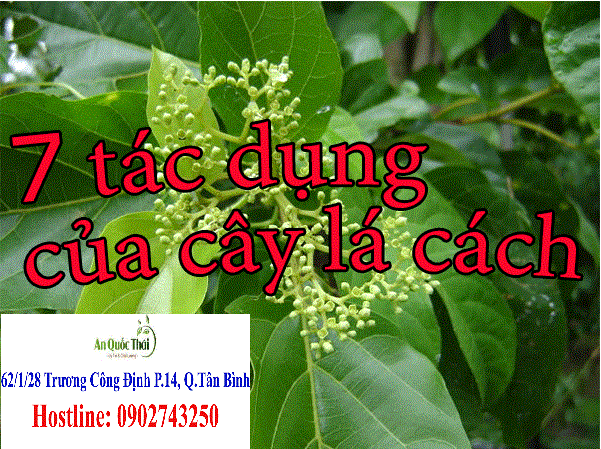 tác dụng lá cách