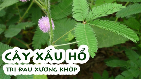 cây xấu hổ chữa đau xương khớp