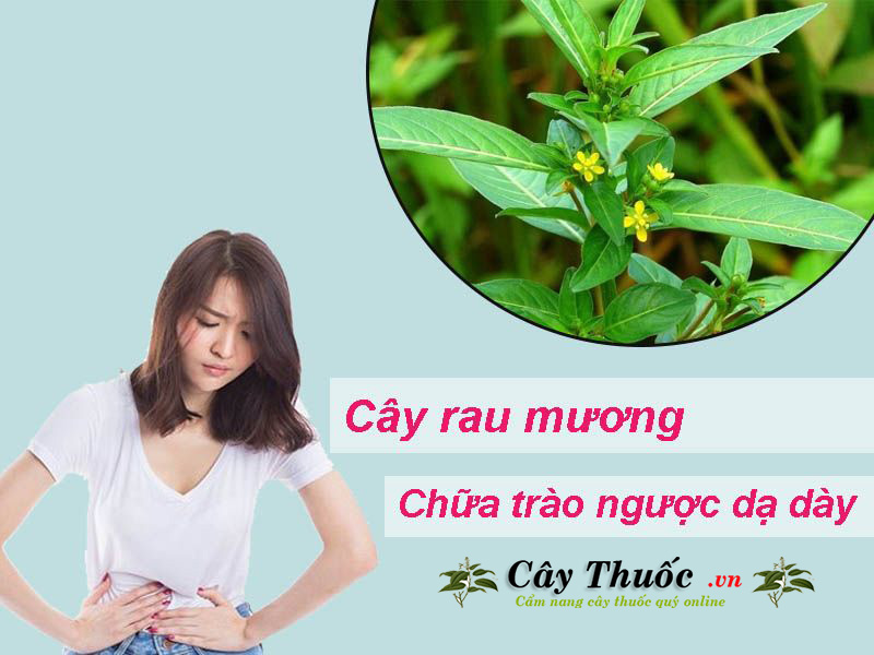 cây rau mương có tác dụng gì