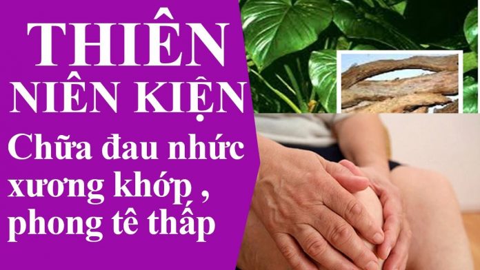 tác dụng của thiên niên kiện