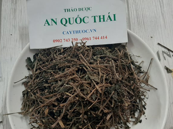 Tác dụng cây thuốc dòi